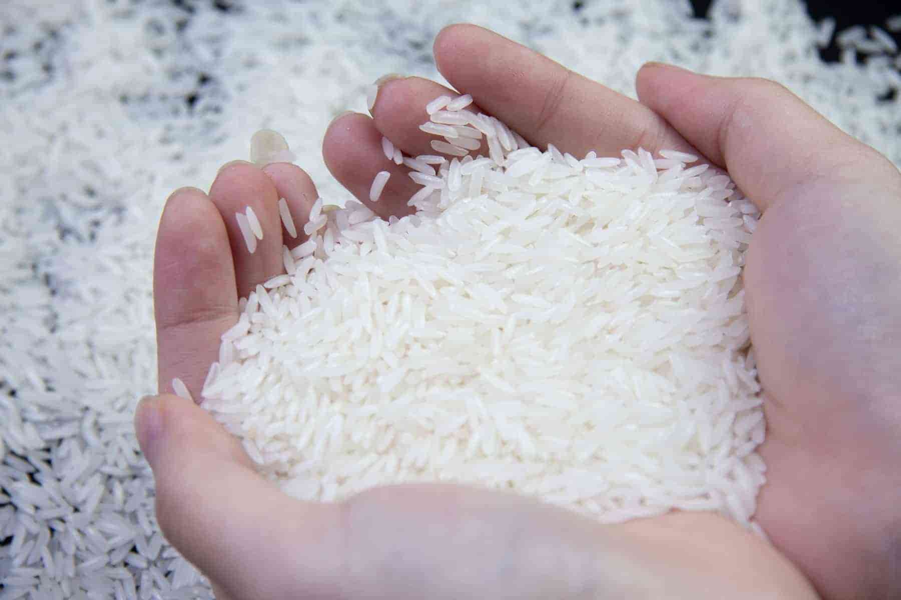 برنج فجر شمشیری تهیه‌ شده از شالیزار های شمال کشور